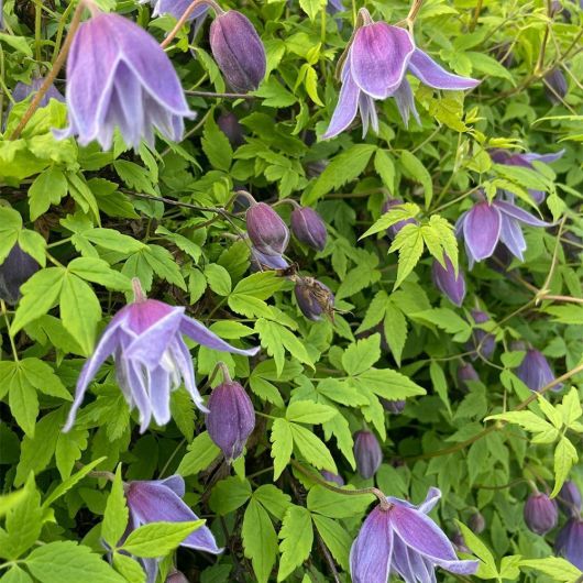 Clematis macropetala